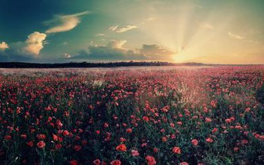 �＾��˯�ĺ�̎